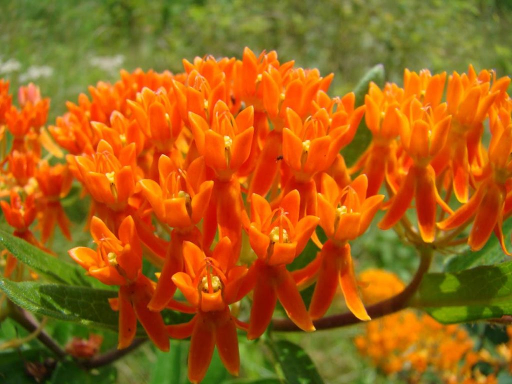 Asclepias
