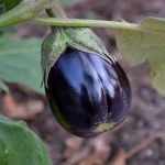 Aubergine