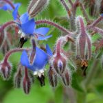 Bourrache fleur