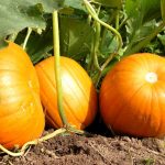 Citrouille
