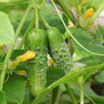 Cornichon