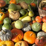 Courges
