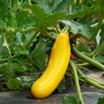 Courgette