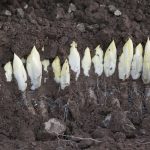Endives