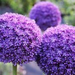 Fleur ail