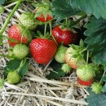 Fraises