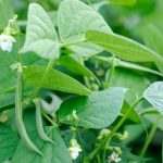 Haricots vert