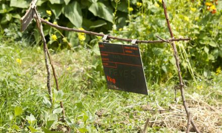 Visite au jardin partagé Leroy sème – 75020