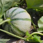 Melon