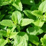 Menthe