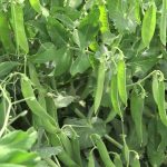 Petit pois