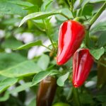 Piment