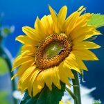 Tournesol
