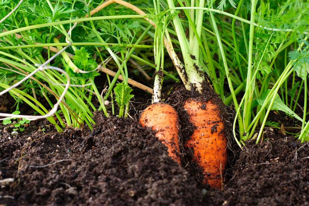 carottes