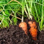 carottes