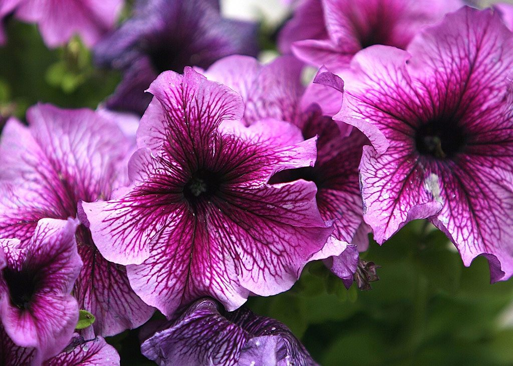 Pétunia