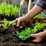 Compagnonnage au jardin