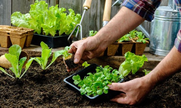 Compagnonnage au jardin