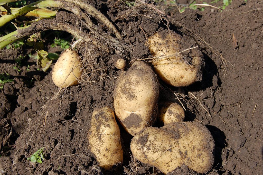 Pomme de terre