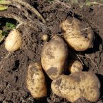 Pomme de terre